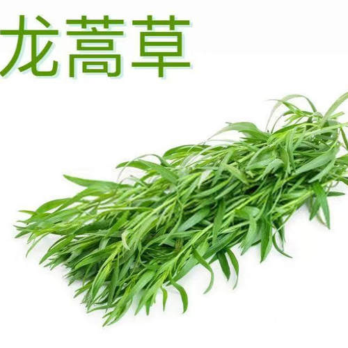 龙蒿草新鲜西餐香料法式料理