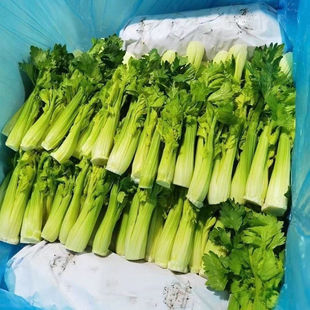 水果清芹芯500克嫩芽酒店特菜水果芽新鲜蔬菜 生吃即食 水果西芹