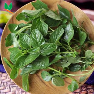 新鲜牛至叶oregano奥勒冈草100g意大利披萨草 西餐香料 阿里根奴