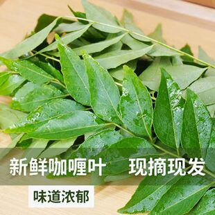 新鲜咖喱叶正宗泰国进口香料CurryLeaves冬阴功料理调味品九里香