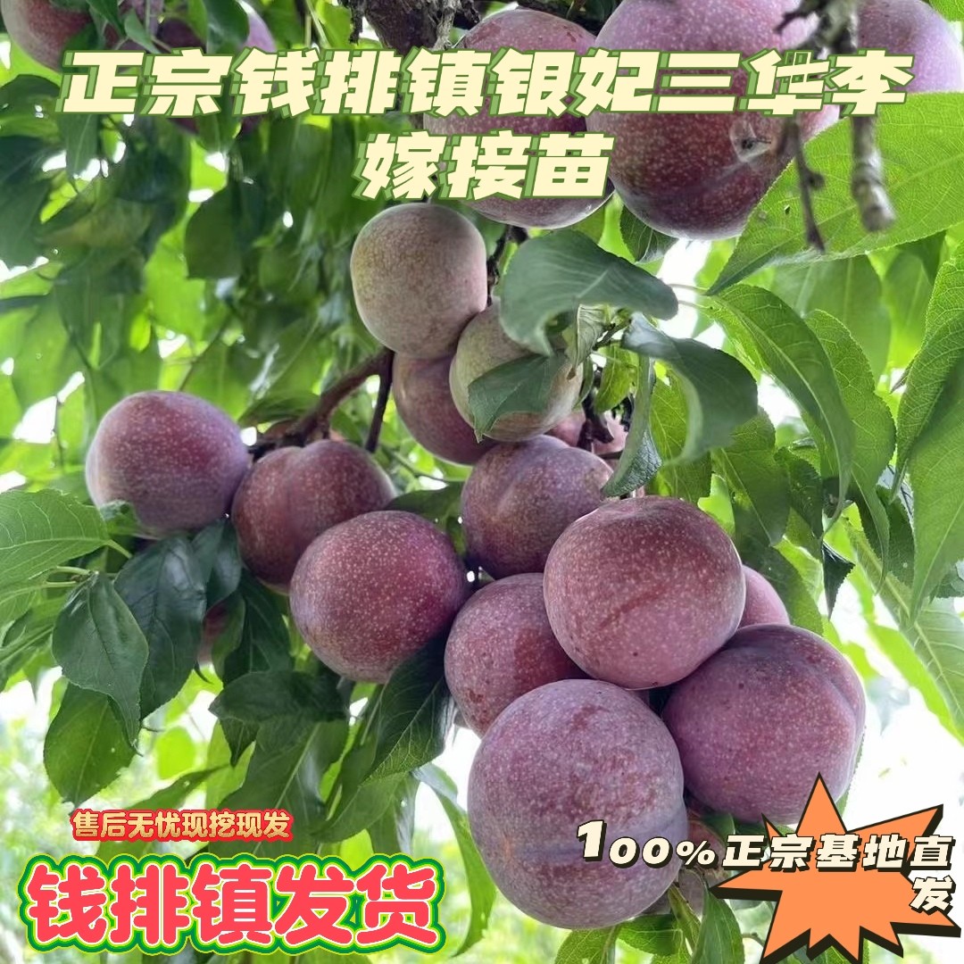 正宗钱排镇银妃三华李嫁接大苗红肉红心李苗钱排镇发货