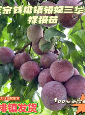 正宗钱排镇银妃三华李嫁接大苗红肉红心李苗钱排镇发货