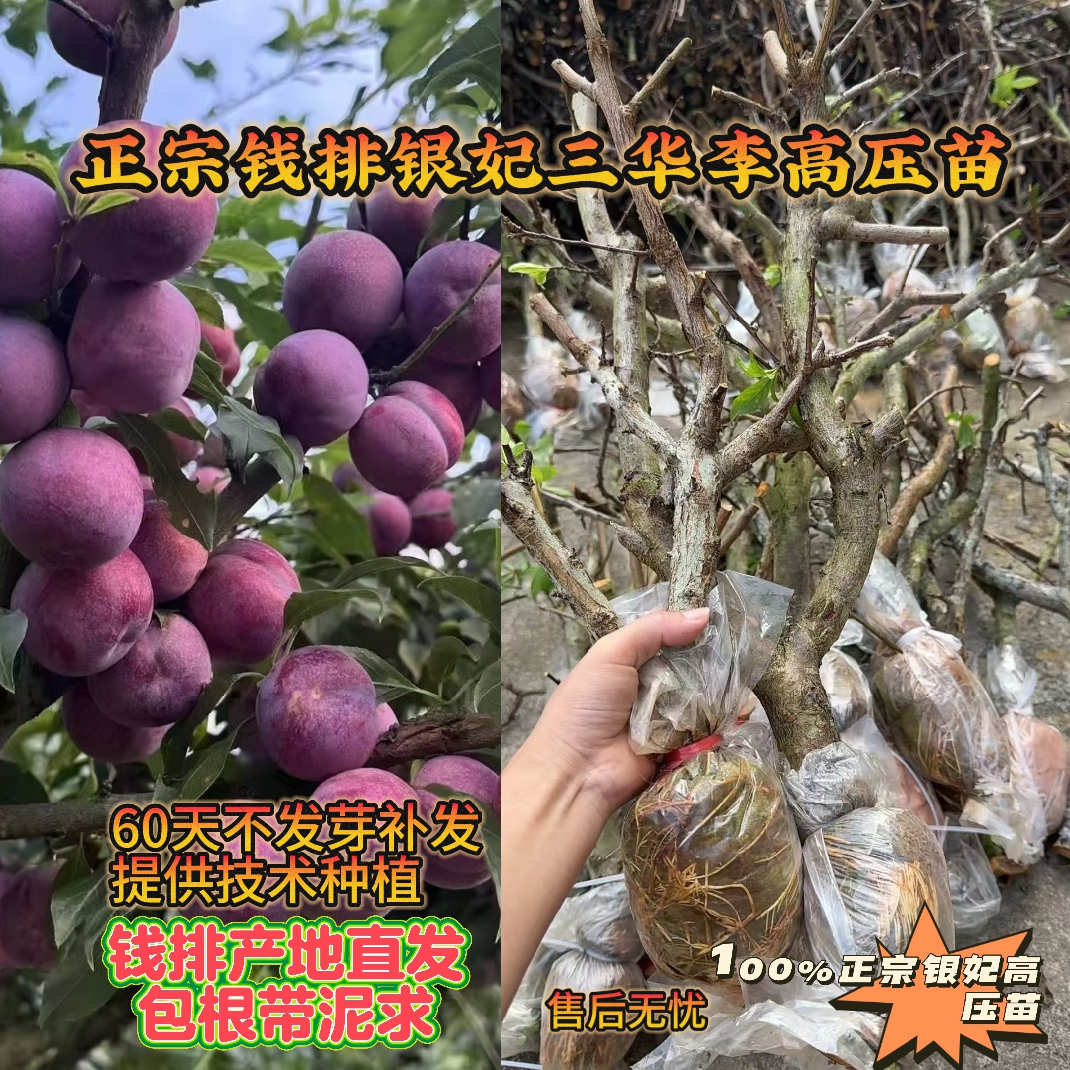 正宗钱排镇银妃三华李高压苗圈枝