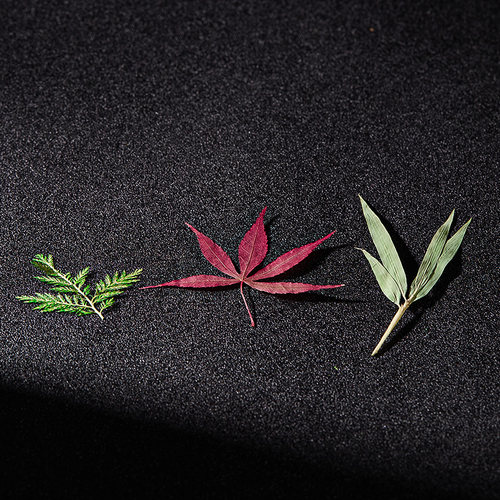 酒吧灵魂创意树叶标本蒿松