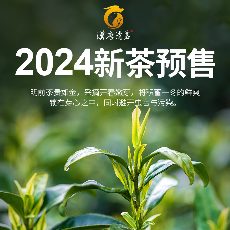 汉唐清茗2024新茶预售专拍链接明前高山春茶绿茶黄茶黄芽