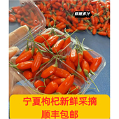 宁夏新鲜枸杞现摘现发无添加水果大颗粒即食鲜果苟杞500g顺丰 包邮