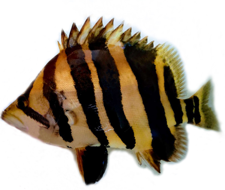 热带鱼印尼四纹虎鱼鱼苗活体淡水观赏鱼三纹虎鱼大型鱼搭配免邮