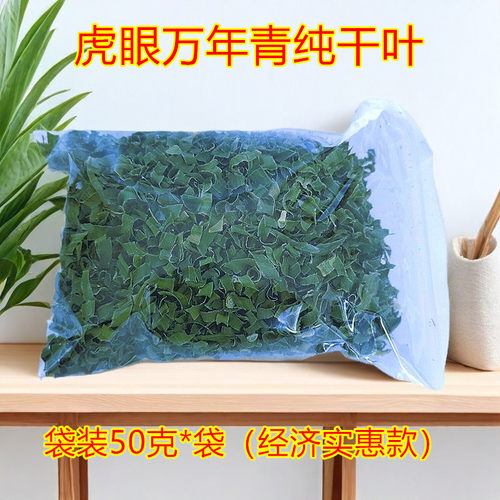 可食用泡茶四季虎眼万年青煲汤