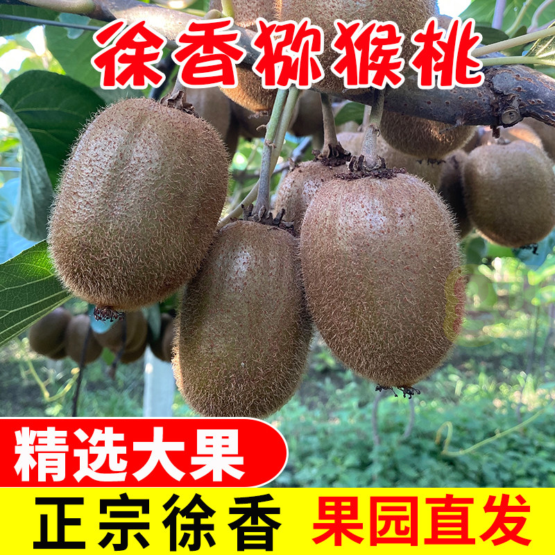 徐香猕猴桃丨香甜多汁丨现摘现发