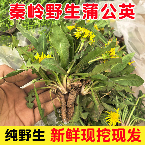 野生新鲜蒲公英现挖现发蔬菜包邮