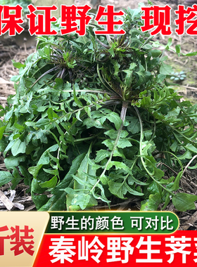 秦岭野生荠菜露天荠菜新鲜荠荠菜地丁菜北方当季野菜现挖4斤包邮