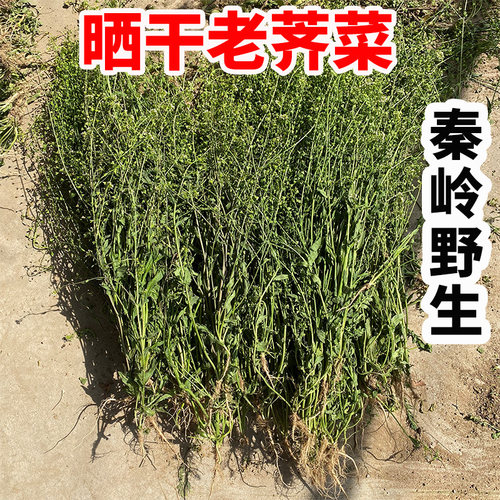 秦岭野生晒干老荠菜今年新货