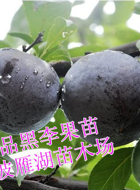 浙江美国黑布林品种鲜活李子树苗