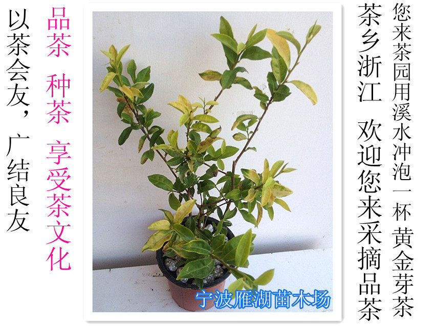 茗茶故里浙江宁波 名贵黄金芽茶苗 盆栽黄金芽 龙井茶苗 茶树苗