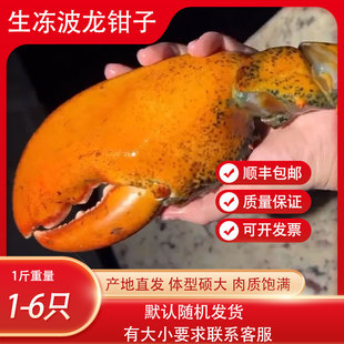 网红波士顿龙虾大钳子生冻大龙虾钳子特大龙虾大钳子虾脚大小都有