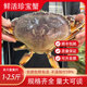 鲜活珍宝蟹螃蟹帝王蟹面大螃蟹长脚蟹黄金蟹鲜活发货包鲜包肥 包邮