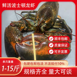 鲜活波士顿大龙虾波斯顿龙虾鲜活发货澳龙澳洲大龙虾食用水产包邮