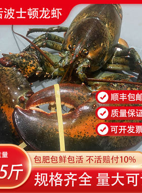 鲜活波士顿大龙虾活体发货包邮