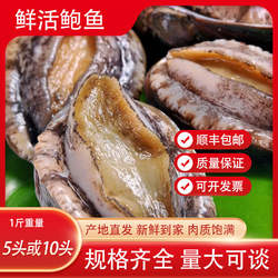 鲜活鲍鱼福建大连鲍鱼鲜活发货超大鲍鱼新鲜海鲜水产产品活鲍鱼
