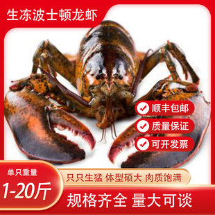 波士顿龙虾鲜活速冻特大波龙波斯顿龙虾海鲜水产顺丰包邮
