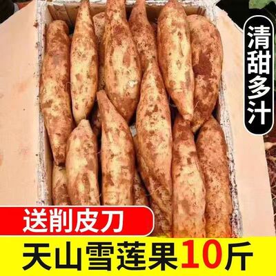 云南天山雪莲果高山应季水果黄心红心脆甜现挖红心新鲜包邮新鲜