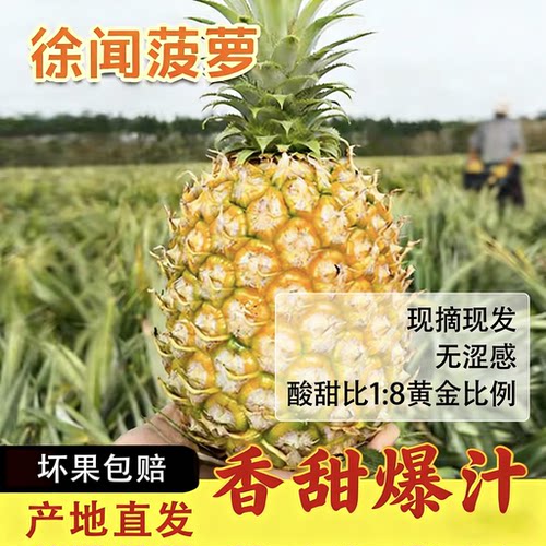徐闻菠萝新鲜水果当季现摘现发香甜多汁手撕凤梨香水菠萝产地直发