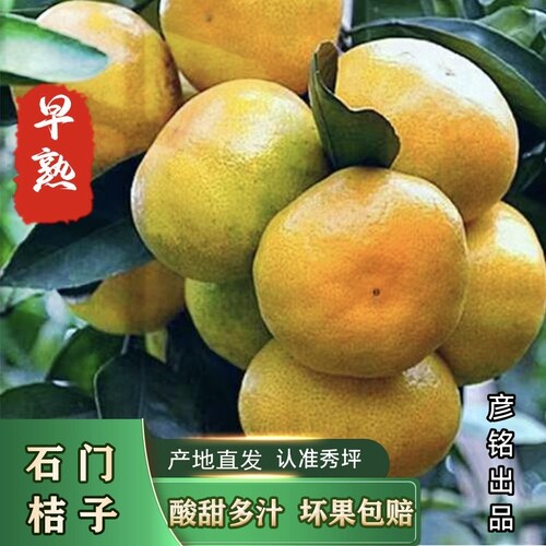 2026头茬橘子新鲜采摘孕妇水果