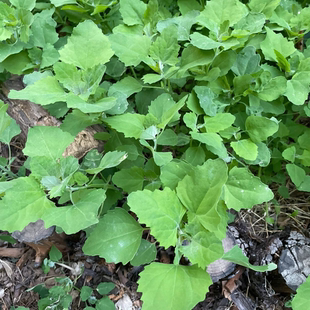 现货时令灰灰菜野生新鲜灰条菜凉拌高钙碱性蔬菜商用真空绰水包邮