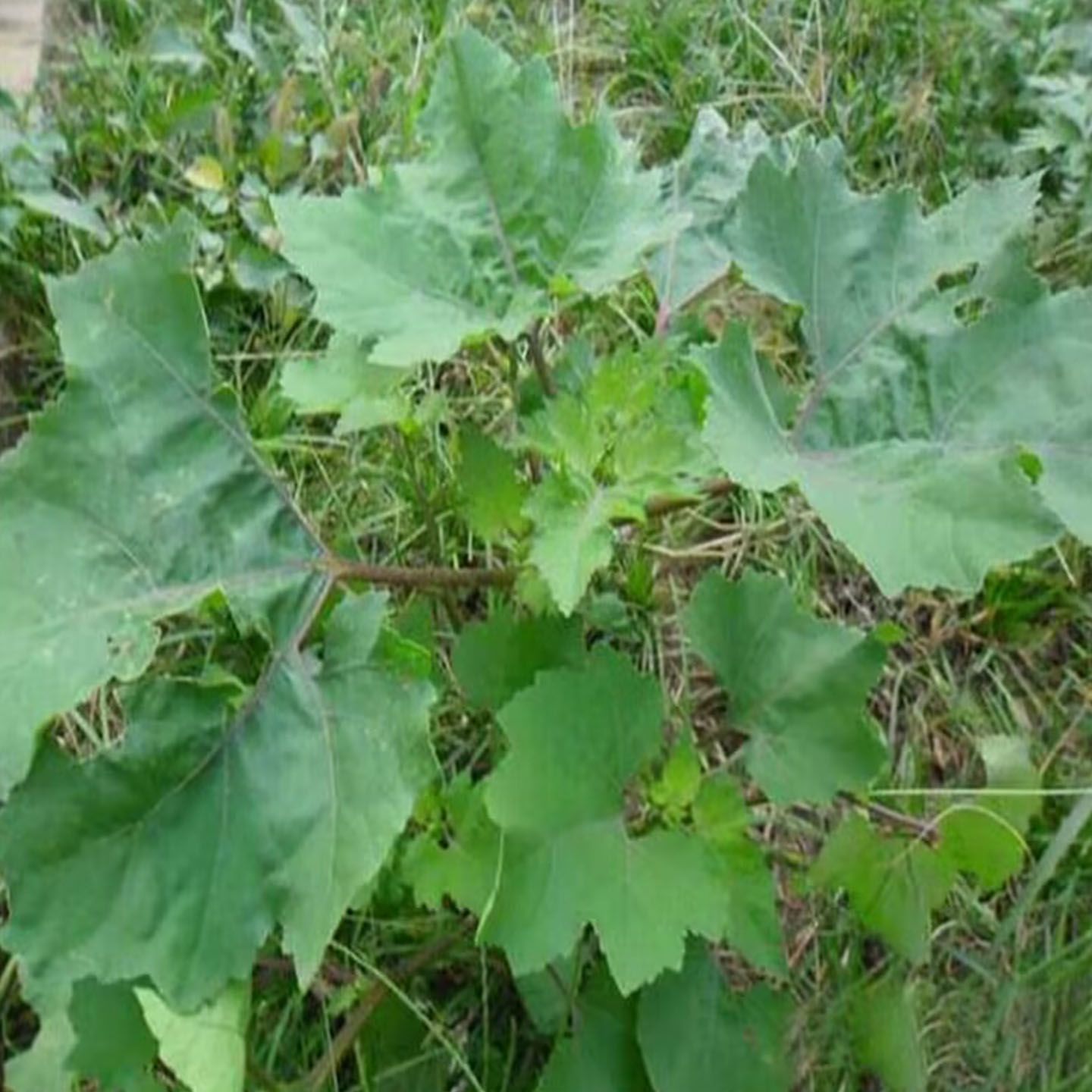 26年野生新鲜苍耳草农家现采苍耳枝叶药用带刺苍耳子叶露天包邮
