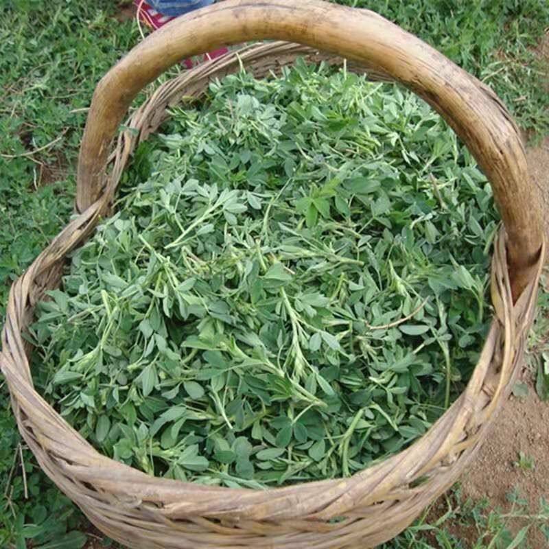 新鲜现摘苜蓿芽露天野生苜蓿芽宠物苜蓿草农家蒸菜凉拌菜现货包邮