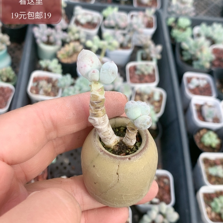 不知名带盆