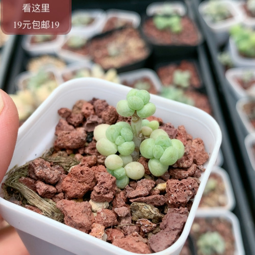 萤火虫奶酪