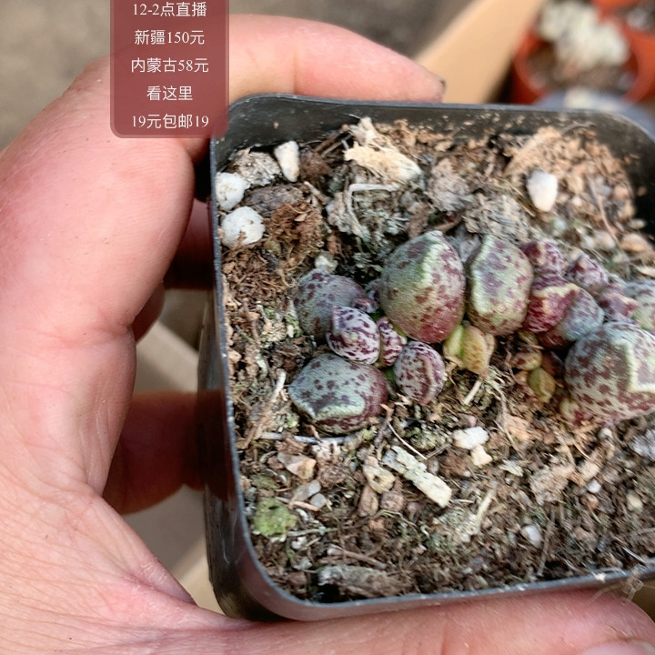 猫耳海豹,鲜花速递/花卉仿真/绿植园艺,多肉植物,淘宝优惠券,粉丝福利购,淘宝优惠卷