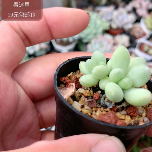 萤火虫奶酪