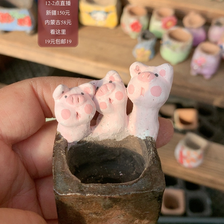 盆,鲜花速递/花卉仿真/绿植园艺,多肉植物,淘宝优惠券,粉丝福利购,淘宝优惠卷