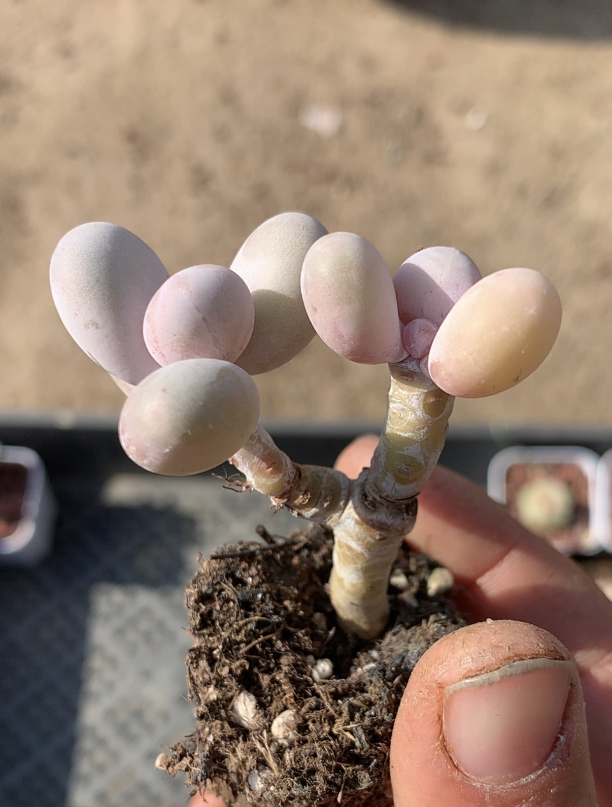 长睫毛 胖嘟嘟 圆滚滚 多肉植物懒人好养 一物一拍 盆栽