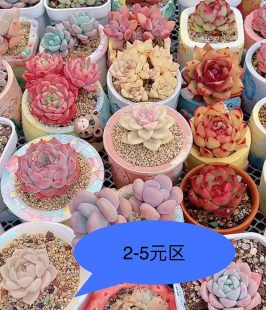 有根 一物一拍多肉植物 包邮 到5元 盆栽19元 区 肉肉 2元 多肉