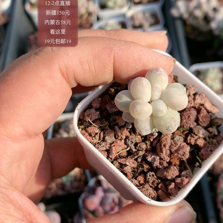 象牙奶,鲜花速递/花卉仿真/绿植园艺,多肉植物,淘宝优惠券,粉丝福利购,淘宝优惠卷