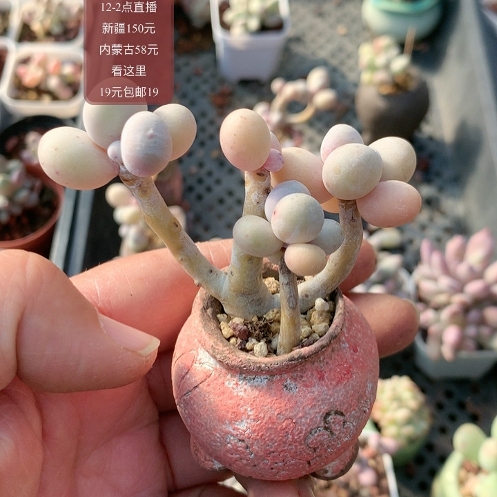奶酪杂带盆,鲜花速递/花卉仿真/绿植园艺,多肉植物,淘宝优惠券,粉丝福利购,淘宝优惠卷