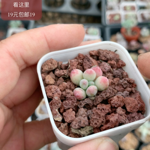 萤火虫奶酪