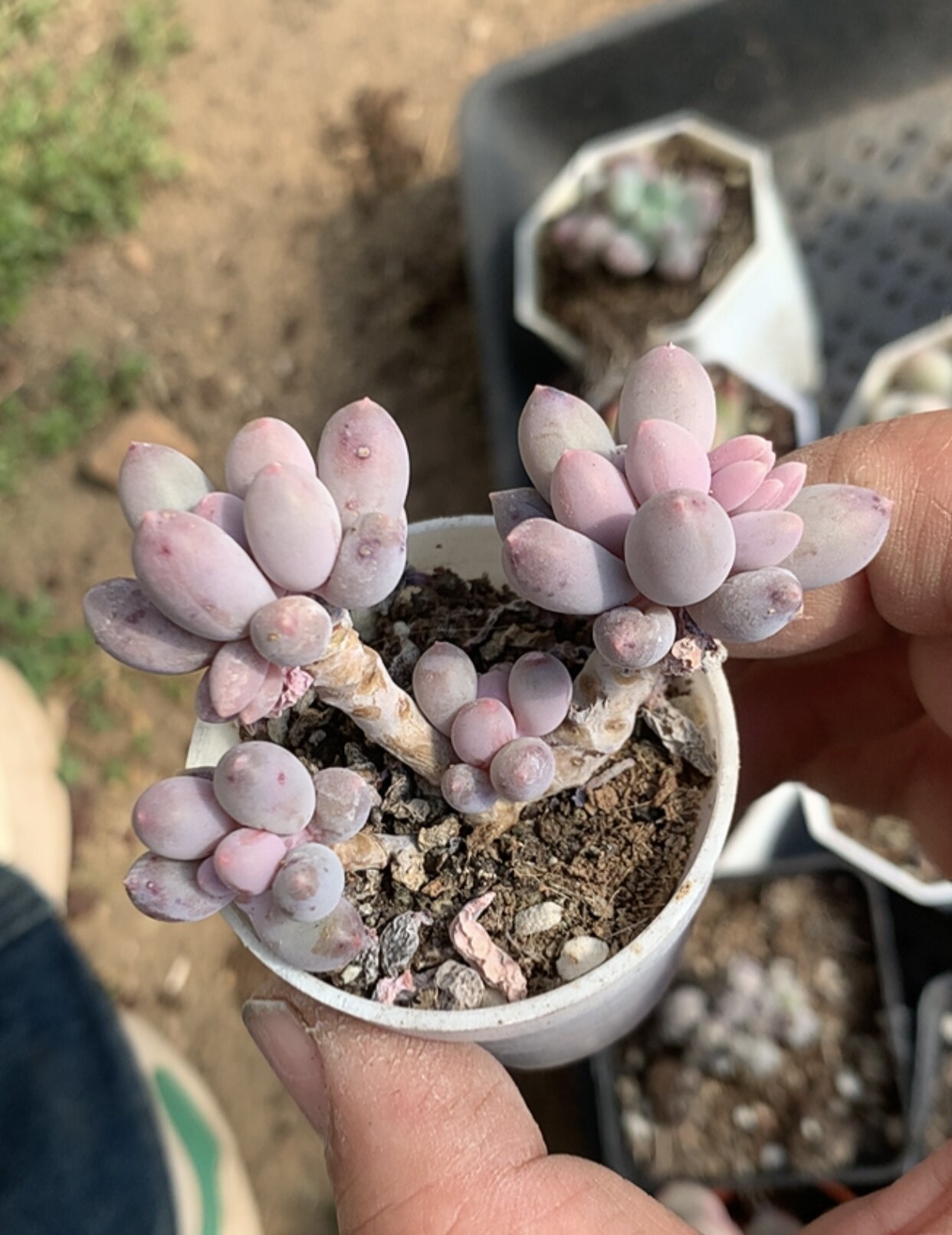 婴儿手指 盆口5 cm 多肉植物懒人好养 一物一拍 盆栽19元包邮远38