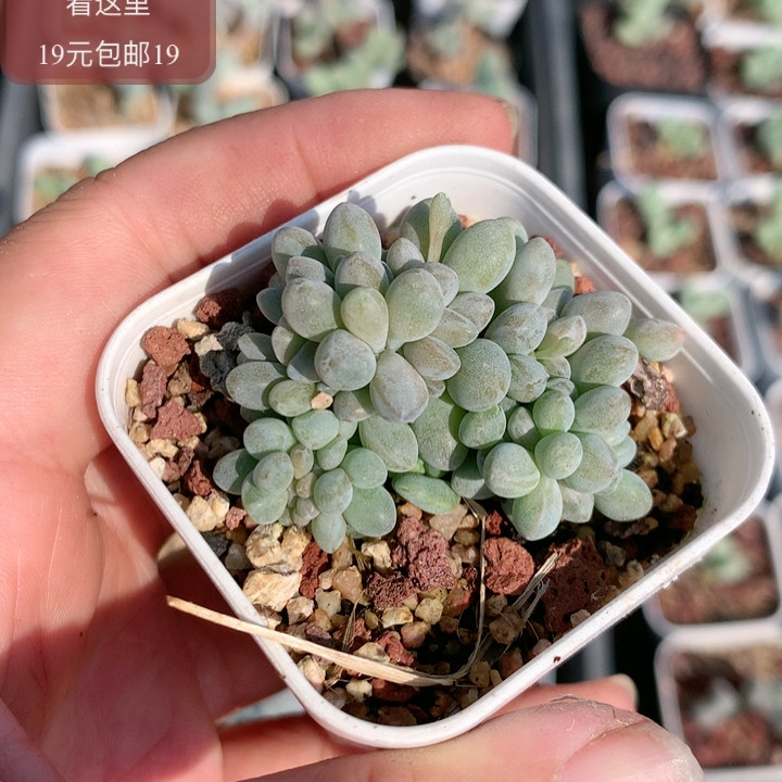 醉美人缀多肉植物