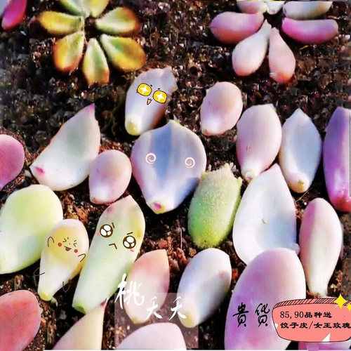 奶酪麦杆女王杂交种子叶片满包邮