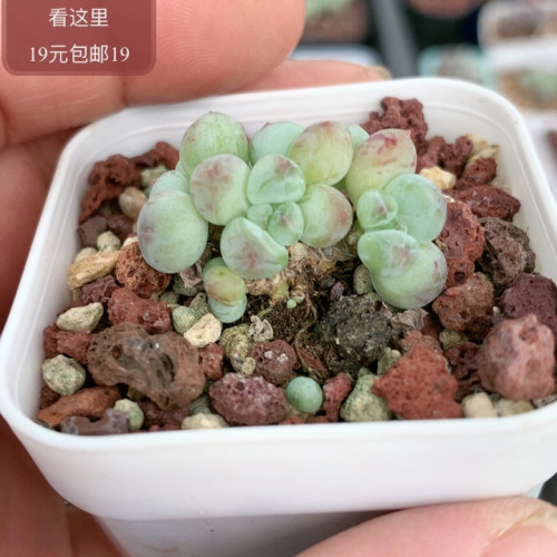 萤火虫奶酪