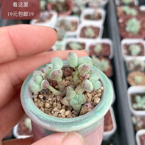 萤火虫奶酪带盆
