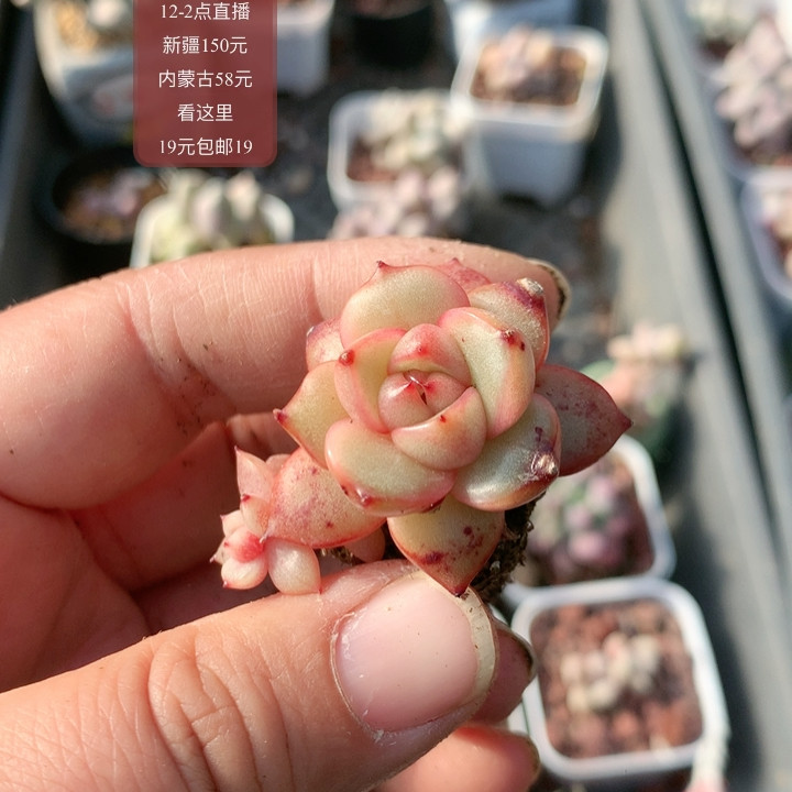 变异,鲜花速递/花卉仿真/绿植园艺,多肉植物,淘宝优惠券,粉丝福利购,淘宝优惠卷