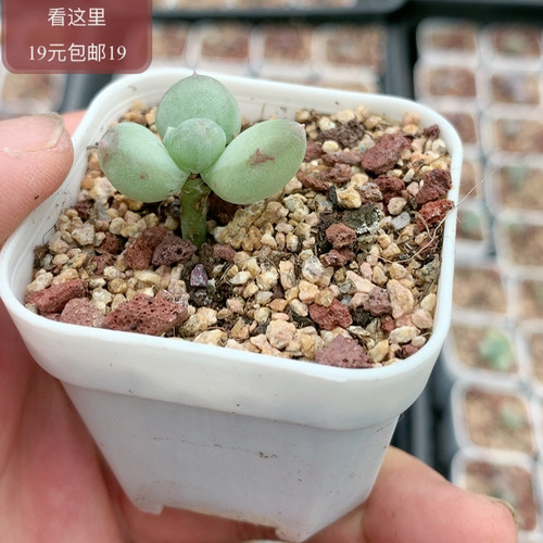 萤火虫奶酪
