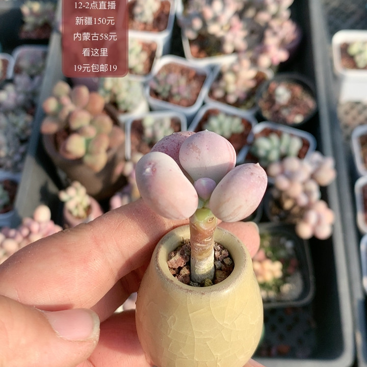 加菲猫带盆,鲜花速递/花卉仿真/绿植园艺,多肉植物,淘宝优惠券,粉丝福利购,淘宝优惠卷