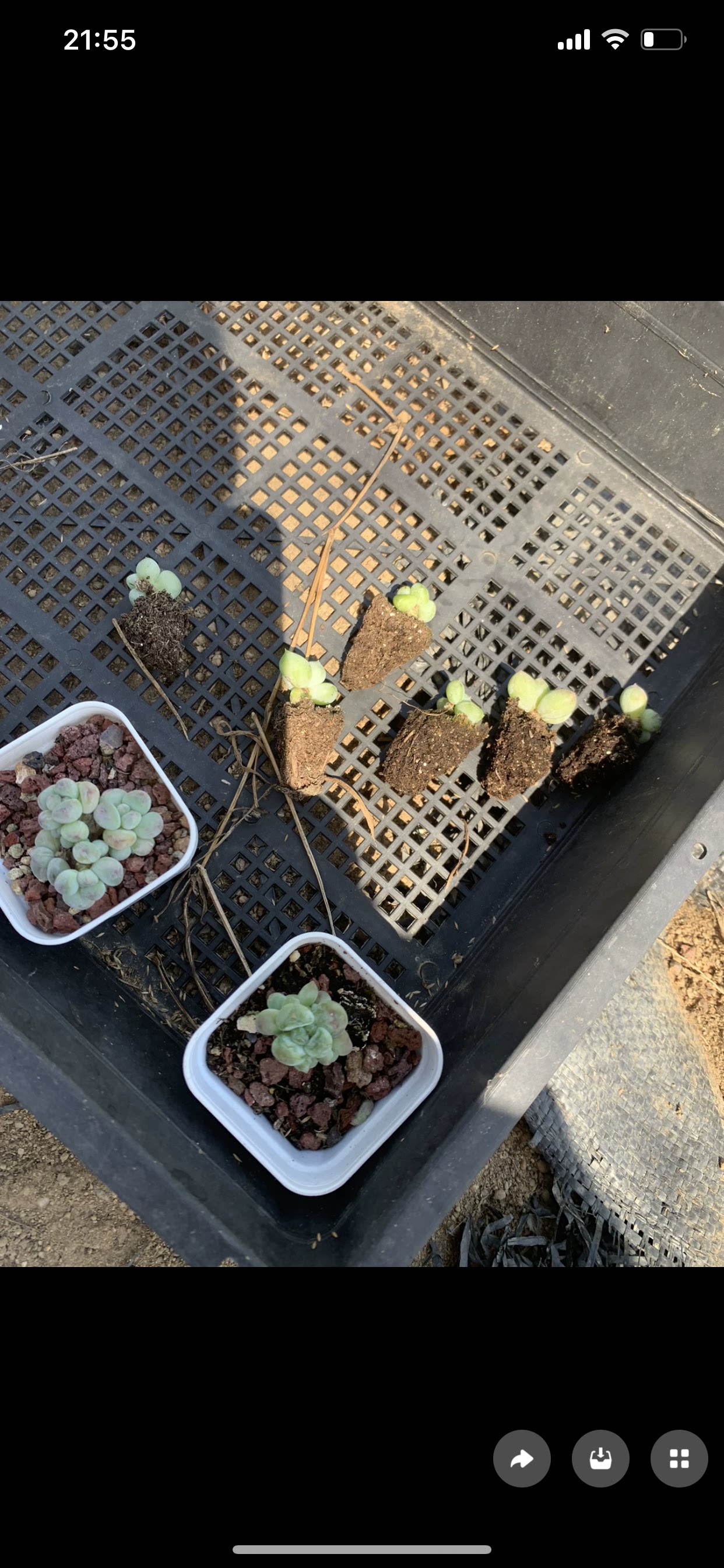 盆口5cm 多肉植物懒人好养 一物一拍 盆栽19元包邮远38