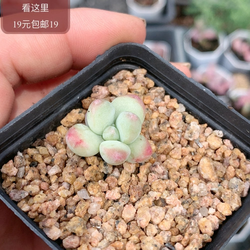 萤火虫奶酪